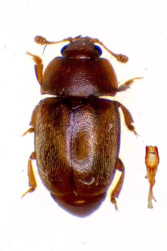 Epuraea melanocephala